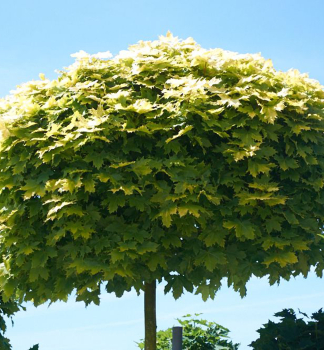 Spitzahorn �GOLDEN GLOBE� auf Stamm 180 cm, Cont. 10 l
