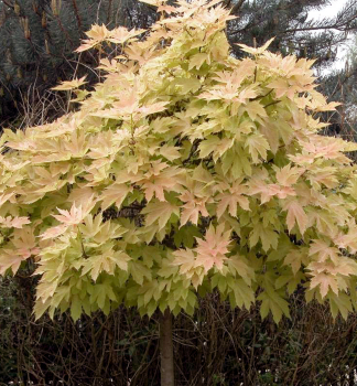 Bergahorn 'BRILLIANTISSIMUM' auf Stamm 120 cm, Cont. 10 l