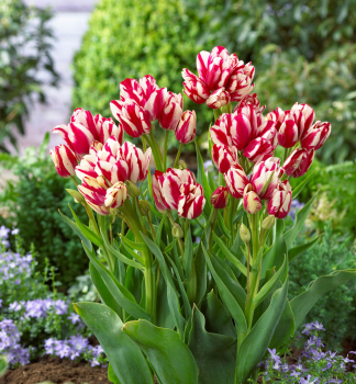 Tulpe FLAMING CLUB, Packungsinhalt 5 St.