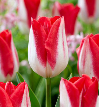 Tulpe KISSABLE, Packungsinhalt 5 St.