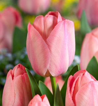 Tulpe MYSTIC VAN EIJK Packungsinhalt 5 St.