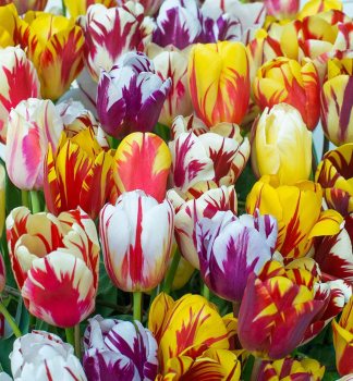 Tulpe REMBRANDT MIX Packungsinhalt 5 St.