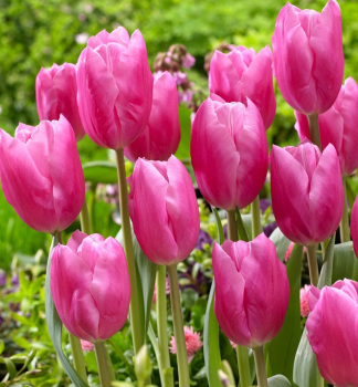 Tulpe JUMBO PINK, Packungsinhalt 5 St.
