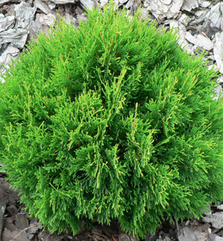 Abendlndischer Lebensbaum DANICA 15-20 cm, Cont. 2 l