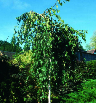 Himalaya-Birke 'LONG TRUNK' auf Stamm 180 cm, Cont. 15 l
