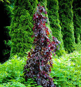 Rotbuche PURPLE FOUNTAIN 220-240 cm, Cont. 12 l