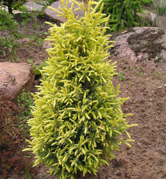 Obrzok (1)