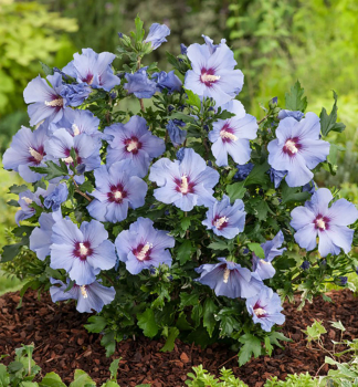 Straucheibisch 'MARINA' 40-50 cm, Cont. 2,5 l
