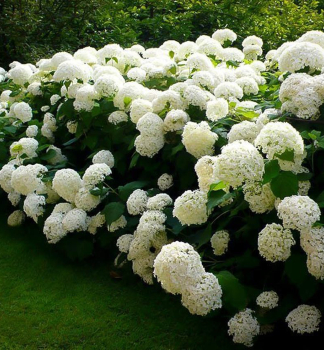 Ballhortensie 'HILL OF SNOW' 30-40 cm, Cont. 3 l