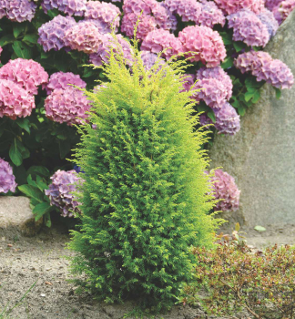 Gemeiner Wacholder GOLD CONE 20-30 cm, Cont. 2 l