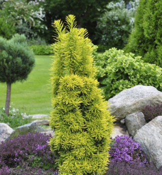 Europische Eibe DAVID 20-30 cm, Cont. 2 l