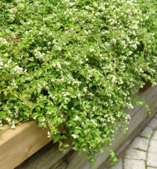 Kranzspiere CRISPA 20-30 cm, Cont. 1 l