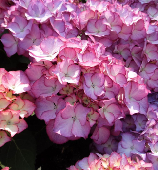 Bauern-Hortensie ADULA 30-40 cm, Cont. 4 l