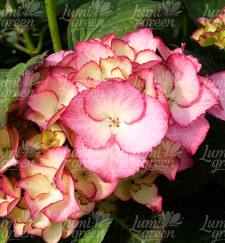 Obr�zok (8)