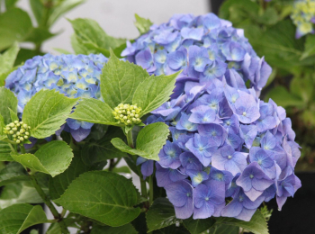Bauern-Hortensie BELA 15-20 cm, Cont. 2,5 l