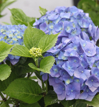 Bauern-Hortensie BELA 20-30 cm, Cont. 2,5 l