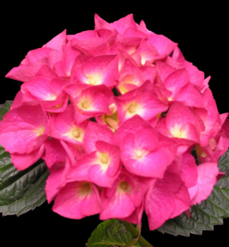 Bauern-Hortensie 'DEUTSCHLAND' 20-30 cm, Cont. 3 l
