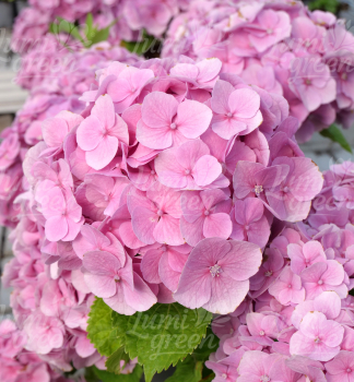 Obr�zok (8)