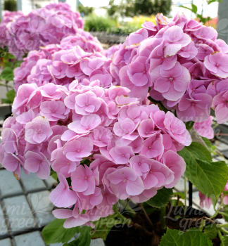 Obr�zok (9)