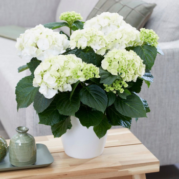 Bauern-Hortensie SCHNEEBALL 15-20 cm, Cont. 2,5 l