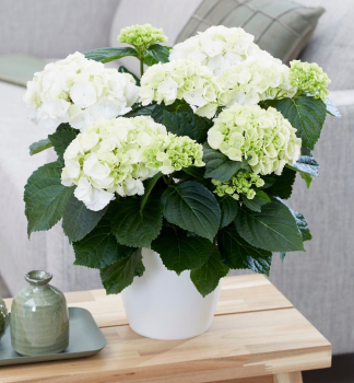 Bauern-Hortensie SCHNEEBALL 20-30 cm, Cont. 2,5 l