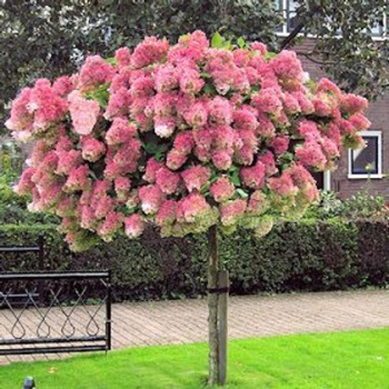 Rispenhortensie 'PINKY WINKY�' auf Stamm 90 cm, Cont. 7,5 l