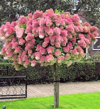 Rispenhortensie 'PINKY WINKY�' auf Stamm 90 cm, Cont. 7,5 l