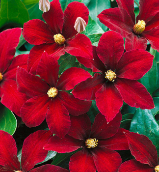 Clematis 'NIOBE', Cont. 2 l, Pflanze mit Rankhilfen, �fterbl�hend