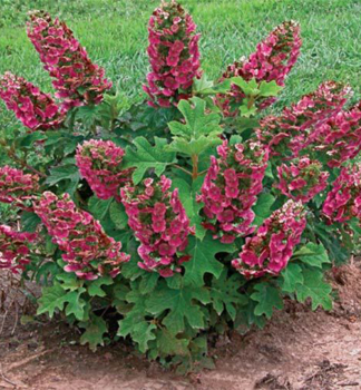 Eichenblttrige Hortensie RUBY SLIPPERS 30-40 cm, Cont. 4 l