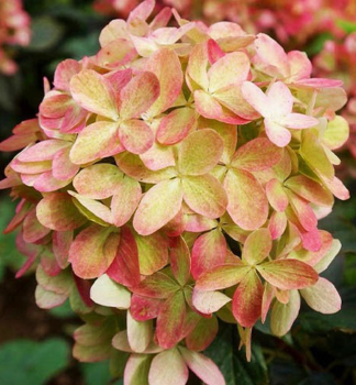 Rispenhortensie GRAFFITHI 20-30 cm, Cont. 1,4 l