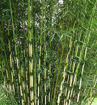 Bambus / Fargesia robusta / CAMPBELL 100-120 cm, Cont. 5 l