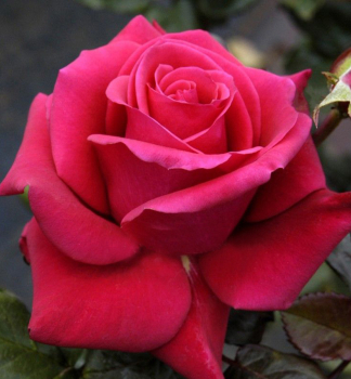 Groblumige Buschrose 'CHERRY LADY' * Kordes 2012, Cont. 2 l