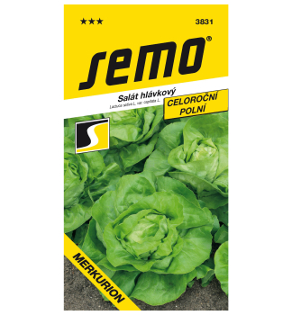 Samen - KOPFSALAT 'MERKURION' ganzj�hrig
