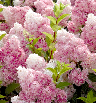 Rispenhortensie VANILLE FRAISE 10-15 cm, Cont. 0,5 l
