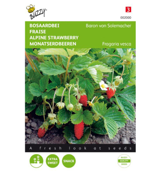 Samen - MONATSERDBEEREN  'BARON VON SOLEMACHER'