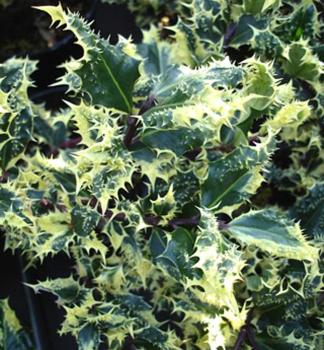 Stechpalme FEROX ARGENTEA 60-70 cm, Cont. 3 l