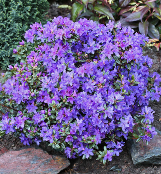 Rhododendron 'SAINT MERRYN' 20-30 cm, Cont. 2,5 l
