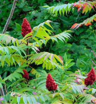 Scharlach-Sumach, 50-60 cm, Cont. 5 l