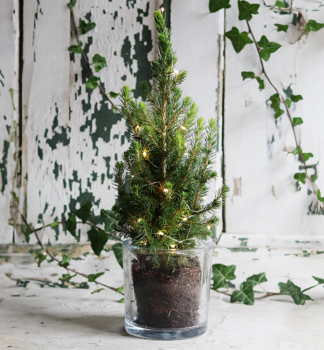 Wei�-Fichte �DAISY�S WHITE� 40-50 cm, Cont. 2,5 l