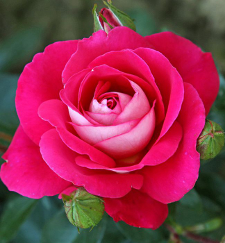 Stammrose 'GAVOTTE' auf Stamm 110 cm, Cont. 7,5 l