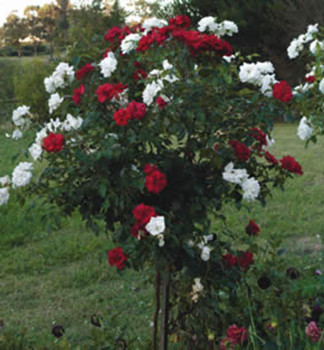 Stammrose MILDRED+VIRGO auf Stamm 110 cm, Cont. 7,5 l