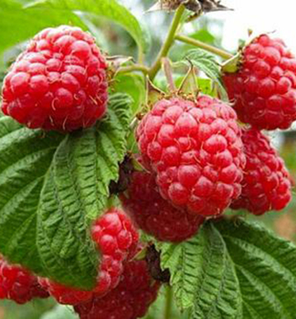 Himbeere �BULGARSKI RUBIN�, 30-40 cm, Cont. 2 l