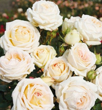 Duftende Buschrose MADAME ANISETTE ***** ADR, Kordes 2013, Cont. 2 l
