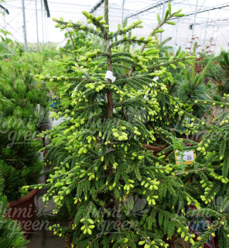 Obr�zok (4)