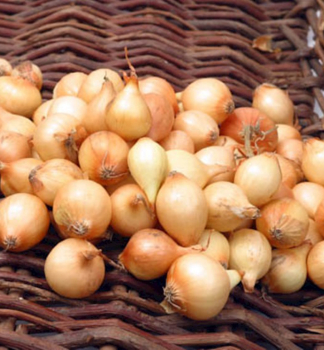 Steckzwiebeln 'STUTGAR' 8-15 mm, 250 g