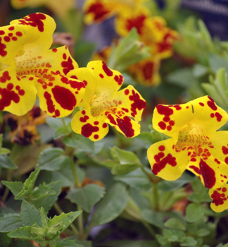 Gauklerblume 'GRANDIFLORA' Cont. 0,5 l