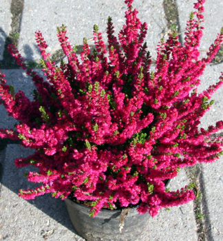 Besenheide 'DARK BEAUTY', Cont. 0,5 l