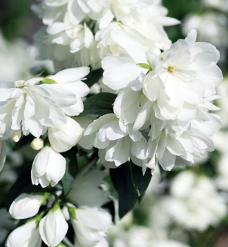 Pfeifenstr�ucher �SNOWBELLE� 30-40 cm, Cont. 2,5 l