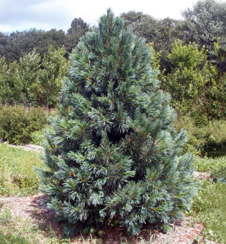 Biegsame Kiefer �VANDERWOLFS PYRAMID� 30-40 cm, Cont. 7,5 l