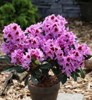 Rhododendron 'METALLICA' 20-30 cm, Cont. 2 l